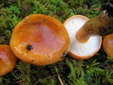 Tricholoma aurantium image