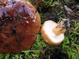 Tricholoma batschii image