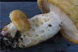 Lactarius scrobiculatus image