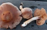Cortinarius spilomeus image