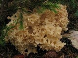 Sparassis crispa image