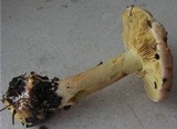 Cortinarius odorifer image