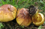 Cortinarius meinhardii image