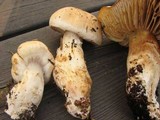 Cortinarius fraudulosus image
