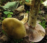 Cortinarius trivialis image