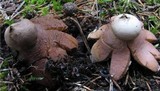Geastrum rufescens image
