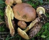 Cortinarius mussivus image