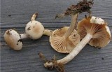 Hygrophorus subviscifer image