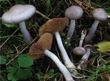 Cortinarius emunctus image