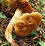 Cortinarius tofaceus image