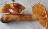 Cortinarius tofaceus image