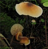 Atheniella leptophylla image