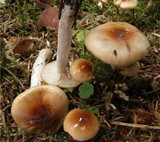 Hygrophorus discoxanthus image