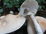 Limacella guttata image