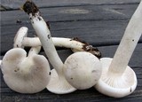 Hygrophorus hyacinthinus image
