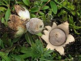 Geastrum minimum image