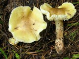 Tricholoma saponaceum image