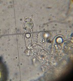 Amanita sect. Vaginatae image