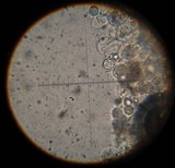 Amanita sect. Vaginatae image