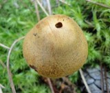 Cortinarius semisanguineus image