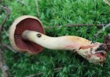 Cortinarius semisanguineus image