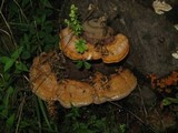 Fomitopsis schrenkii image