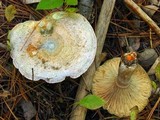 Lactarius chelidonium image