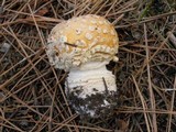 Amanita muscaria var. formosa image