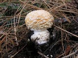 Amanita muscaria var. formosa image