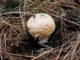 Amanita muscaria var. formosa image