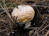 Amanita muscaria var. formosa image