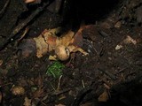 Scleroderma areolatum image