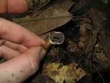 Scleroderma areolatum image