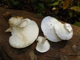 Ossicaulis lignatilis image