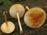 Marasmius strictipes image