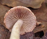 Leratiomyces squamosus image