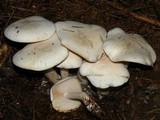 Lepista subconnexa image