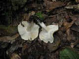 Tricholoma sejunctum image