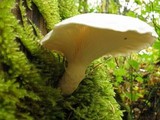 Pleurotus dryinus image