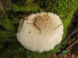Pleurotus dryinus image