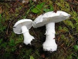 Amanita silvicola image