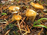 Cystoderma fallax image