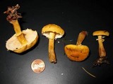 Cystoderma fallax image