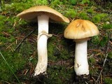 Cortinarius caperatus image