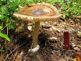Amanita pachycolea image