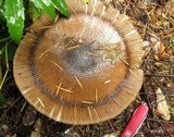 Amanita pachycolea image