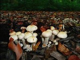 Pholiota gummosa image
