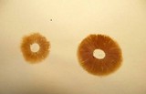 Pholiota gummosa image