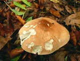 Limacella guttata image