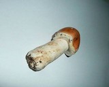 Limacella guttata image